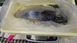 椿地磯でヤエン　アオリの他にヤリイカも釣れ…