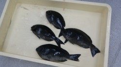 江須崎にてフカセ釣り　【小さいサイズしかつれませんでした…】
