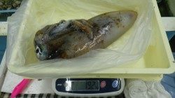 富田袋でヤエン、1920gのアオリイカ！