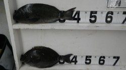 和深地磯でフカセ釣りにて　グレ&サンノジ