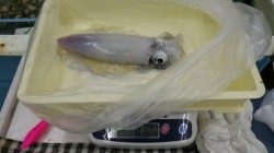 アオリ良く釣れています！椿ヤエン釣行