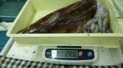 すさみでエギング　2.41ｋｇの良型でてます