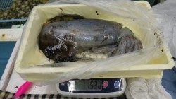 アオリ良く釣れています！椿ヤエン釣行