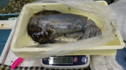 アオリ良く釣れています！椿ヤエン釣行