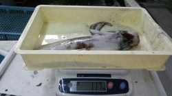 すさみでエギング　2.41ｋｇの良型でてます