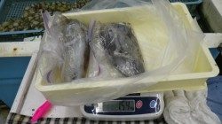 白浜見草でエギング　アオリ計1540ｇ