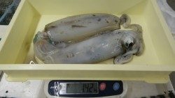 白浜町・見草にてアオリイカ、エギングでの釣果