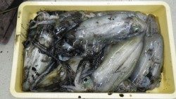 富田地磯でヤエン　ヒット連発で大漁！