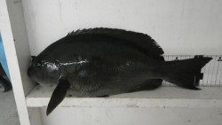 串本・田子の地磯でフカセ釣り、グレ43.5ｃｍ！！