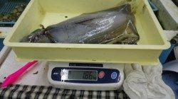 富田地磯でヤエン　ヒット連発で大漁！