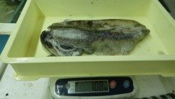 白浜見草でエギング　アオリイカ1.08ｋまで３杯　計2.2ｋ