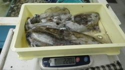 白浜見草でエギング　アオリイカ1.08ｋまで３杯　計2.2ｋ