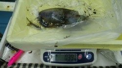 見草でヤエンつり　アオリイカ7杯