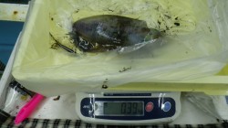 見草でヤエンつり　アオリイカ7杯