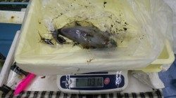 見草でヤエンつり　アオリイカ7杯