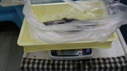 すさみ　ヤエンでアオリイカ5ハイ