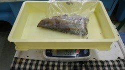 椿地磯　活アジでアオリイカの釣果