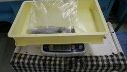 椿地磯　活アジでアオリイカの釣果