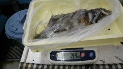 見草地磯　ヤエンでアオリイカ〜1440g5ハイ