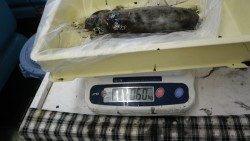 見草地磯　ヤエンでアオリイカ〜1440g5ハイ