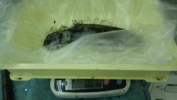 白浜町地磯にてエギング  アオリイカ1.44kg・1.23kg・620g