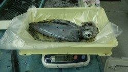 白浜町地磯にてエギング  アオリイカ1.44kg・1.23kg・620g