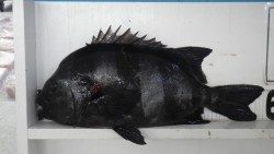 日置地磯　ブッコミでイシダイ57.3ｃｍ！