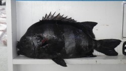 日置地磯　ブッコミでイシダイ57.3ｃｍ！…