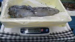 白浜町見草漁港にてヤエン釣りでアオリイカ1…