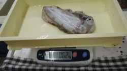 江住　ヤエンでアオリイカ620g