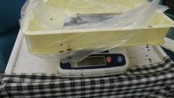 椿にてヤエン釣り　２回のアタリで1.4ｋｇと0.6ｋｇのアオリイカ奪取