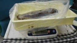 椿にてヤエン釣り　２回のアタリで1.4ｋｇと0.6ｋｇのアオリイカ奪取