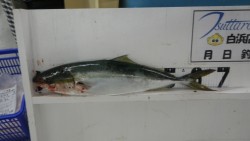 富田浜　ルアーでメジロ67cm