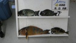 日置沖磯でフカセ　ヒブダイ・グレ・アイゴ