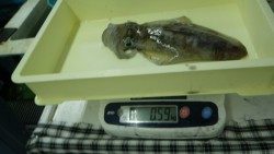 市江崎でヤエン・活きアジ