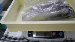見草にてヤエン釣り、２杯で1.6キロ