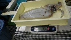 市江崎でヤエン・活きアジ