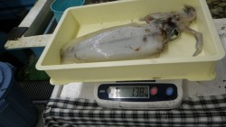 市江崎でヤエン・活きアジ