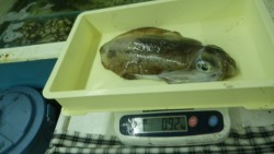 すさみ漁港　ウキ釣りでアオリイカの釣果