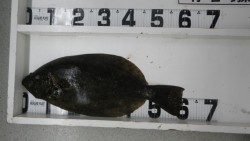 すさみ漁港　ウキ釣りでヒラメ60cm