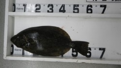 すさみ漁港　ウキ釣りでヒラメ60cm