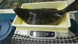 すさみ漁港　ウキ釣りでヒラメ60cm