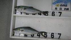 日置地磯　ルアーでハマチ2本