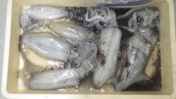 椿地磯 エギングでアオリイカの釣果