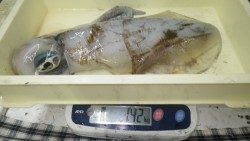 椿地磯 エギングでアオリイカの釣果