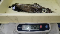 グランド横でアオリイカ、ヤエン・活アジでの…