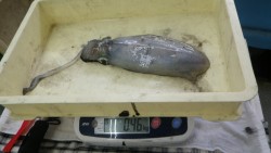 伊古木地磯にてヤエンでアオリイカの釣果