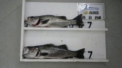 すさみ地磯でルアーにてヒラスズキ☆