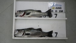 すさみ地磯でルアーにてヒラスズキ☆