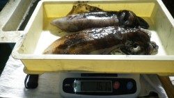 日置にてエギングでアオリイカ750ｇ&860ｇ